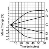 <strong>Five dialysis bags, constructed of a type of membrane that is permeable to water and impermeable to sucrose, were filled with various concentrations of sucrose and then placed in separate beakers containing an initial concentration of 0.6 M sucrose solution. At 10-minute intervals, the bags were massed (weighed), and the percent change in mass of each bag was graphed. Which line in the graph represents the bag that contained a solution isotonic to the 0.6 M solution at the beginning of the experiment?</strong> A) A B) B C) C D) D