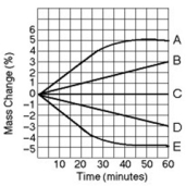 <strong>Five dialysis bags, constructed of a type of membrane that is permeable to water and impermeable to sucrose, were filled with various concentrations of sucrose and then placed in separate beakers containing an initial concentration of 0.6 M sucrose solution. At 10-minute intervals, the bags were massed (weighed), and the percent change in mass of each bag was graphed. Which line or lines in the graph represent(s) bags that contain a solution that is hypertonic at 50 minutes?</strong> A) A and B B) B C) D D) D and E