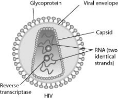 <strong>Use the paragraph and accompanying figure to answer the following questions. Human immunodeficiency virus (HIV) infects cells that have both CD4 and CCR5 cell surface molecules. The viral nucleic acid molecules are enclosed in a protein capsid, and the protein capsid is itself contained inside an envelope consisting of a lipid bilayer membrane and viral glycoproteins. One hypothesis for viral entry into cells is that binding of HIV membrane glycoproteins to CD4 and CCR5 initiates fusion of the HIV membrane with the plasma membrane, releasing the viral capsid into the cytoplasm. An alternative hypothesis is that HIV gains entry into the cell via receptor-mediated endocytosis, and membrane fusion occurs in the endocytotic vesicle. To test these alternative hypotheses for HIV entry, researchers labeled the lipids on the HIV membrane with a red fluorescent dye. In an HIV-infected cell producing HIV virus particles, the viral glycoprotein is expressed on the plasma membrane. How do the viral glycoproteins get to the plasma membrane? They are synthesized ________.</strong> A) on ribosomes on the plasma membrane B) by ribosomes in the rough ER and arrive at the plasma membrane in the membrane of secretory vesicles C) on free cytoplasmic ribosomes and then inserted into the plasma membrane D) by ribosomes in the rough ER, secreted from the cell, and inserted into the plasma membrane from the outside