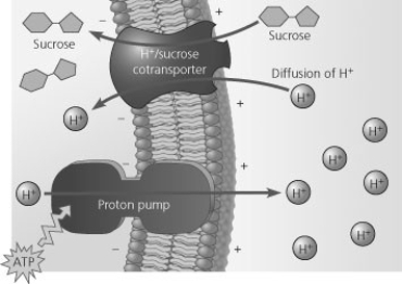 <strong> Based on Figure 7.18, which of these experimental treatments would increase the rate of sucrose transport into a plant cell?</strong> A) decreasing extracellular sucrose concentration B) decreasing extracellular pH C) decreasing cytoplasmic pH D) adding a substance that makes the membrane more permeable to hydrogen ions