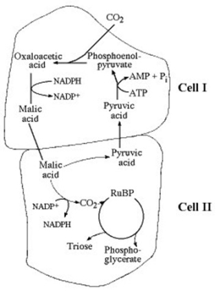 Use the following figure to answer the question.   Which of the following statements is true concerning the accompanying figure? A)  It represents a C₄ photosynthetic system. B)  It represents an adaptation that maximizes photorespiration. C)  It represents a C₃ photosynthetic system. D)  It represents a CAM photosynthetic system. 