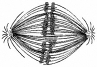 Use the figure to answer the question below.   If the cell whose nuclear material is shown in the figure continues toward completion of mitosis, which of the following events would occur next? A)  spindle fiber formation B)  nuclear envelope breakdown C)  formation of telophase nuclei D)  synthesis of chromatids 