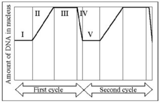 <strong>Use the figure to answer the question below. In the figure, at which of the numbered regions would you expect to find cells at metaphase?</strong> A) II and IV B) II only C) III only D) IV only