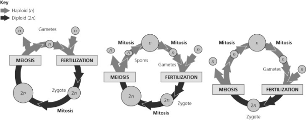 Refer to the life cycles illustrated in the figure below to answer the following questions.    -In a life cycle such as that shown in part III of the figure above, if the zygote's chromosome number is ten, which of the following statements will be true? A)  The sporophyte's chromosome number per cell is ten and the gametophyte's is five. B)  The sporophyte's chromosome number per cell is five and the gametophyte's is ten. C)  The sporophyte and gametophyte each have ten chromosomes per cell. D)  The sporophyte and gametophyte each have five chromosomes per cell. 
