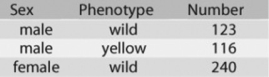 Use the following information to answer the question.   In a Drosophila experiment, a cross was made between homozygous wild-type females and yellow-bodied males. All of the resulting F₁s were phenotypically wild type. However, adult flies of the F₂ generation (resulting from matings of the F₁s)  had the characteristics shown in the figure. How is the mutant allele for yellow body inherited? A)  It is not X-linked. B)  It is X-linked. C)  It is inherited by X inactivation. D)  It is Y-linked. 