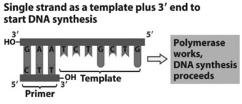 <strong>Use the figure to answer the following question. Referring to the figure, what bases will be added to the primer as DNA replication proceeds?</strong> A) 5′ C, A, G, C, A, G, A 3′ B) 3′ T, C, T, G, C, T, G 5′ C) 5′ A, G, A, C, G, A, C 3′ D) 3′ G, T, C, G, T, C, T 5′