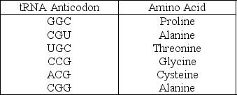Use the following information to answer the question. A part of an mRNA molecule with the following sequence is being read by a ribosome: 5′-CCG-ACG-3′ (mRNA) . The following charged transfer RNA molecules (with their anticodons shown in the 3′ to 5′ direction)  are available. Two of them can correctly match the mRNA so that a dipeptide can form.   Which of the following anticodons in the first tRNA to bind will complement this mRNA? A)  3′-GGC-5′ B)  5′-GGC-3′ C)  5′-UGC-3′ D)  3′-UGC-5′ 