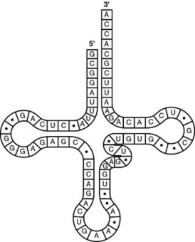 Use the figure to answer the question.   The figure represents tRNA that recognizes and binds a particular amino acid (in this instance, phenylalanine) . Which codon on the mRNA strand codes for this amino acid? A)  5′-UGG-3′ B)  3′-GUG-5′ C)  5′-GUA-3′ D)  5′-UUC-3′ 