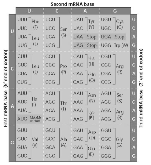   Using Figure 17.6, identify a 5′ → 3′ sequence of nucleotides in the DNA template strand for an mRNA coding for the polypeptide sequence Phe-Pro-Lys. A)  5-UUUCCCAAA-3 B)  5-GAACCCCTT-3 C)  5-CTTCGGGAA-3 D)  5-AAACCCUUU-3 
