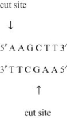 Use the following information to answer the question. In an experiment, DNA from the linear form of the bacteriophage Lambda was cut into fragments using the restriction enzyme Hind III. Hind III cuts the Lambda DNA between the adenine nucleotides on the complimentary strands in a specific sequence, as indicated in the diagram, producing eight different size fragments. These fragments are then separated with an electrical current based on size after the DNA fragments are placed in a porous gel, a process called gel electrophoresis.   Select an observation that best describes a correct aspect of the two processes of restriction Digest and gel electrophoresis. A)  When separated on a gel, the pattern of DNA bands will be characteristic of those cut with Hind III; different restriction enzymes will not produce these same fragments. B)  The sequence 5′-AAGCTT-3′ is found eight times in the Lambda genome, and the restriction enzyme Hind III finds each location. C)  If an electrical current is not used, eight separate DNA bands would be visible, but they would not be separated as much as when an electrical current is used. D)  Only the restriction enzyme Hind III can be used to cut Lambda DNA since restriction enzymes are specific to the type of DNA they can cut. 