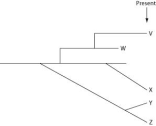 The questions below refer to the following evolutionary tree, in which the horizontal axis represents time (present time is on the far right)  and the vertical axis represents morphological change.    -Which species is most closely related to species W? A)  V is most closely related to species W. B)  X is most closely related to species W. C)  Y and Z are equally closely related to W. D)  It is not possible to say from this tree. 
