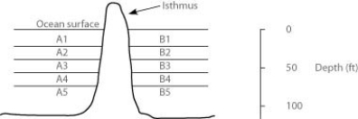 Use the following description to answer the question. In the oceans on either side of the Isthmus of Panama are 30 species of snapping shrimp; some are shallow-water species, others are adapted to deep water. There are 15 species on the Pacific side and 15 different species on the Atlantic side. The Isthmus of Panama started rising about 10 million years ago. The oceans were completely separated by the isthmus about 3 million years ago. In the figure, the isthmus separates the Pacific Ocean on the left (side A)  from the Atlantic Ocean on the right (side B) . The seawater on either side of the isthmus is separated into five depth habitats (1-5) , with 1 being the shallowest.   Which of these habitats is likely to harbor the most recently diverged species? A)  A5 B)  B4 C)  A3 D)  A1 