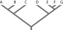 Use the following information to answer the question.   Refer to the figure. Which of the following forms a monophyletic group? A)  A, B, C, D B)  C and D C)  D, E, and F D)  E, F, and G 