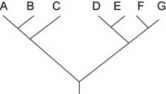 <strong>Use the following information to answer the question. Which of the following trees, if any, depicts the same relationship among species as shown above?</strong> A) B) C)