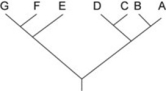 <strong>Use the following information to answer the question. Which of the following trees, if any, depicts the same relationship among species as shown above?</strong> A) B) C)