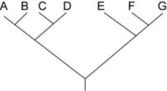 <strong>Use the following information to answer the question. Which of the following trees, if any, depicts the same relationship among species as shown above?</strong> A) B) C)