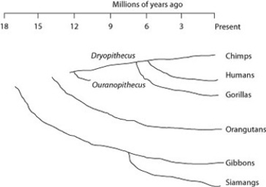 Use the following figure and description to answer the question.   Humans, chimpanzees, gorillas, and orangutans are members of a clade called the great apes, which shared a common ancestor about 15 million years ago. Gibbons and siamangs comprise a clade called the lesser apes. Tree-branch lengths indicate elapsed time. Assuming chimps and gorillas are humans' closest relatives, removing humans from the great ape clade and placing them in a different clade has the effect of making the phylogenetic tree of the great apes ________. A)  polyphyletic B)  paraphyletic C)  monophyletic D)  into a new order 