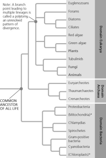 <strong> A phylogenetic tree is shown for the three domains of life (Eukarya, Archaea, and Bacteria). The tree branches in two directions from the first point, labeled Common ancestor of all life. One branch leads in the direction of Eukarya and Archaea, and the other branch leads to Bacteria. The branch leading to Eukarya and Archaea divide, one branch leading to each domain. The branch leading to Eukarya divides into four branches. One leads to Euglenozoans, and the other three lead to branching points. The first leads to Forams in one direction, and another branching point in the other that leads to Diatoms and Ciliates. The second branching point leads to Red algae in one direction, and a branching point that leads to green algae and land plants in the other direction. The third branching point leads to amoebas in one direction, and a branching point that leads to fungi and animals in the other direction. Land plants, Fungi and Animals are all highlighted. Cyanobacteria were once called blue-green algae because they are photosynthetic. According to the phylogeny shown, the cyanobacteria are more closely related to gram-positive bacteria than to ________.</strong> A) proteobacteria B) green algae C) euglenozoans D) crenarcheotes