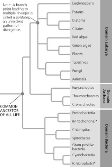   A phylogenetic tree is shown for the three domains of life (Eukarya, Archaea, and Bacteria) . The tree branches in two directions from the first point, labeled Common ancestor of all life. One branch leads in the direction of Eukarya and Archaea, and the other branch leads to Bacteria. The branch leading to Eukarya and Archaea divide, one branch leading to each domain. The branch leading to Eukarya divides into four branches. One leads to Euglenozoans, and the other three lead to branching points. The first leads to Forams in one direction, and another branching point in the other that leads to Diatoms and Ciliates. The second branching point leads to Red algae in one direction, and a branching point that leads to green algae and land plants in the other direction. The third branching point leads to amoebas in one direction, and a branching point that leads to fungi and animals in the other direction. Land plants, Fungi and Animals are all highlighted. Examine the figure. If you were a graduate student trying to develop a thesis project that would resolve polytomies, which of the following groups would you study? A)  animals and fungi B)  euglenozoans, euryarcheotes, and gram-positive bacteria C)  forams, red algae, and amoebas D)  red algae, green algae, and cyanobacteria 