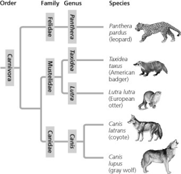 <strong> In Figure 26.4, which similarly inclusive taxon is represented as descending from the same common ancestor as Canidae?</strong> A) Felidae B) Mustelidae C) Carnivora D) Lutra