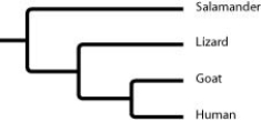 Based on the tree below, which statement is not correct?   A)  Goats and humans form a sister group. B)  Salamanders are a sister group to the group containing lizards, goats, and humans. C)  Salamanders are as closely related to goats as to humans. D)  Lizards are more closely related to salamanders than to humans. 