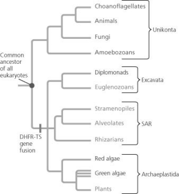 <strong>Use the following figure to answer the question. Rare events can help us understand evolutionary events, as shown in the figure. Which of the following statements explains the logic of this approach?</strong> A) Organisms with the mutation evolved convergently. B) The mutation provided an adaptive advantage to the organisms that contained it. C) Because the mutation likely occurred only once, all organisms with the mutation have a common ancestor with the mutation. D) Reverse evolution does not occur.