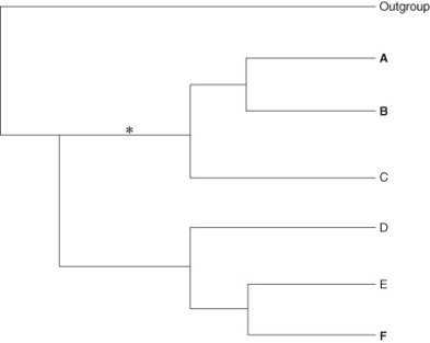 <strong>Which of the following phylogenetic trees appropriately groups organisms A to F? The asterisk shows the occurrence of a specific, rare mutation. The organisms that contain the rare mutation are also shown in bold.</strong> A) B) C) D)