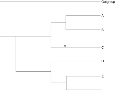 <strong>Which of the following phylogenetic trees appropriately groups organisms A to F? The asterisk shows the occurrence of a specific, rare mutation. The organisms that contain the rare mutation are also shown in bold.</strong> A) B) C) D)