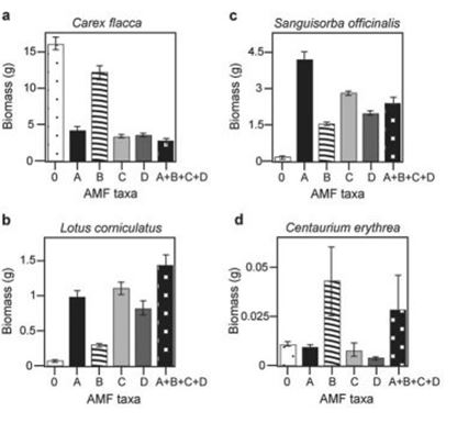 Use the following information to answer the question. There is much discussion in the media about protecting biodiversity. But does biodiversity really matter? Canadian and Swiss researchers wanted to know if the diversity of arbuscular mycorrhizal fungi (AMF)  was important to the productivity of grasslands (M.G.A. van der Heijden, J. N. Klironomos, M. Ursic, P. Moutoglis, R. Streitwolf-Engel, T. Boler, A. Wiemken, and I. R. Sanders. 1998. Mycorrhizal fungal diversity determines plant biodiversity, ecosystem variability, and productivity. Nature 396:69-72) . Specifically, they wanted to know if it mattered which specific AMF species were present, or just that some type of AMF was present. They grew various plants in combination with one of four AMF species (A, B, C, and D) , no AMF species (O) , or all four AMF species together (A + B + C + D) ; and they measured plant growth under each set of conditions. All plant species were grown in each plot, so they always competed with each other, with the only difference being which AMF species were present. On the graphs, the x-axis labels indicate the number and identity of AMF species (bar 0 = no fungi; bars A - D = individual AMF species; bar A + B + C + D = all AMF species together) . The y-axis indicates the amount (grams)  of plant biomass for the species shown in italics above each graph.   A)  Carex flacca (graph a)  B)  Lotus corniculatus (graph b)  C)  Sanguisorba officinalis (graph c)  D)  Centaurium erythrea (graph d)  