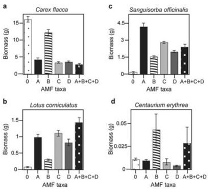 Use the following information to answer the question. There is much discussion in the media about protecting biodiversity. But does biodiversity really matter? Canadian and Swiss researchers wanted to know if the diversity of arbuscular mycorrhizal fungi (AMF)  was important to the productivity of grasslands (M.G.A. van der Heijden, J. N. Klironomos, M. Ursic, P. Moutoglis, R. Streitwolf-Engel, T. Boler, A. Wiemken, and I. R. Sanders. 1998. Mycorrhizal fungal diversity determines plant biodiversity, ecosystem variability, and productivity. Nature 396:69-72) . Specifically, they wanted to know if it mattered which specific AMF species were present, or just that some type of AMF was present. They grew various plants in combination with one of four AMF species (A, B, C, and D) , no AMF species (O) , or all four AMF species together (A + B + C + D) ; and they measured plant growth under each set of conditions. All plant species were grown in each plot, so they always competed with each other, with the only difference being which AMF species were present. On the graphs, the x-axis labels indicate the number and identity of AMF species (bar 0 = no fungi; bars A - D = individual AMF species; bar A + B + C + D = all AMF species together) . The y-axis indicates the amount (grams)  of plant biomass for the species shown in italics above each graph.   In graph b in the figure, which of the following best explains the data given about Lotus corniculatus? A)  This plant grows best when AMF taxa A or C is present. B)  Lotus corniculatus does not form mycorrhizal associations. C)  Mycorrhizal fungi parasitize the plant's roots when they are present, reducing its growth. D)  This plant forms multiple AMF associations, growing best with increased fungal diversity. 