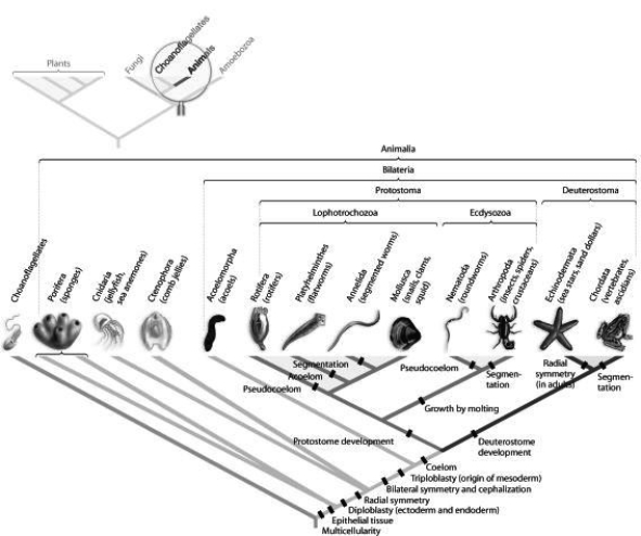 Use the figure to answer the question.   Which morphological trait evolved more than once in animals, according to the phylogeny based on DNA sequence data found in the figure? A)  coelom B)  bilateral symmetry C)  segmentation D)  protostome development 