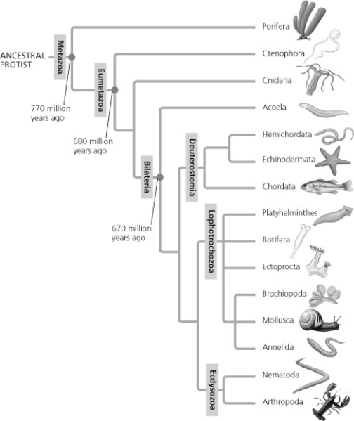   Based on the tree shown, which statement is false? A)  The animal kingdom is monophyletic. B)  Acoelomate flatworms are more closely related to echinoderms than to annelids. C)  Sponges are basal animals. D)  Bilaterians form a clade. 