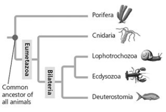   In Figure 33.2, which two main clades branch from the most recent common ancestor of the eumetazoans? A)  Porifera and Cnidaria B)  Lophotrochozoa and Ecdysozoa C)  Cnidaria and Bilateria D)  Deuterostomia and Bilateria 