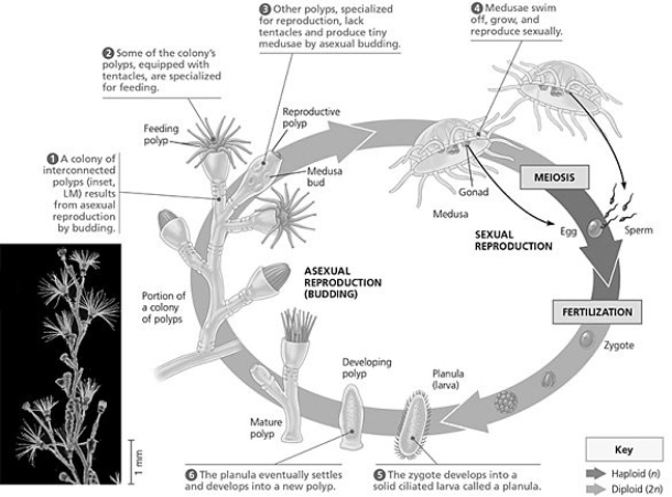   In Figure 33.8, assume that the two medusae shown at step 4 were produced by one polyp colony. Review Concept 12.1 and Concept 13.3, and then use your understanding of mitosis and meiosis to evaluate whether the following sentence is true or false; if false, select the answer that provides the correct reason. Although the two medusae are genetically identical, a sperm produced by one will differ genetically from an egg produced by the other. A)  False (both the medusae and the gametes are genetically identical)  B)  False (neither the medusae nor the gametes are genetically identical)  C)  False (the medusae are not identical but the gametes are)  D)  True 