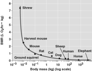 Use the graph to answer the following question.   What can you determine from the graph? A)  A smaller animal would consume less food per gram of tissue. B)  An animal with a larger mass has a lower metabolic rate per gram of tissue relative to an animal with smaller mass. C)  An elephant uses more energy than a shrew. D)  A shrew uses more energy than an elephant. 