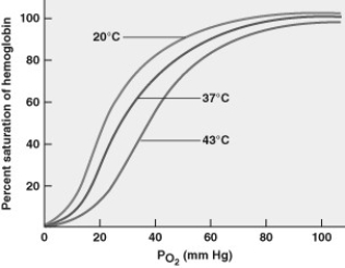 Based on the graph, which of the following statements is correct?   A)  The greatest delivery of oxygen from the blood to the surrounding tissues occurs at 37C. B)  Increasing blood pH results in more oxygen unloading in tissues. C)  Colder blood temperature results in greater dissociation of oxygen and hemoglobin. D)  Hemoglobin has a lower affinity for oxygen under high temperature conditions. 