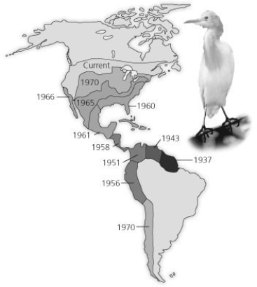 Use the diagram showing the spread of the cattle egret, Bubulcus ibis, since its arrival in the New World, to answer the question.   The range of cattle egrets has expanded between 1937 and today. How would an ecologist likely best explain the expansion of the cattle egret? A)  Climatic factors, such as sunlight, temperature, and precipitation, provide a suitable habitat for cattle egrets. B)  There are no predators for cattle egrets in the New World, so they continue to expand their range. C)  The abundant area and little competition with other birds occupying similar habitats met the biotic and abiotic requirements of the cattle egret expansion. D)  The first egrets to colonize South America evolved into a new species capable of competing with the native species of herons and egrets. 