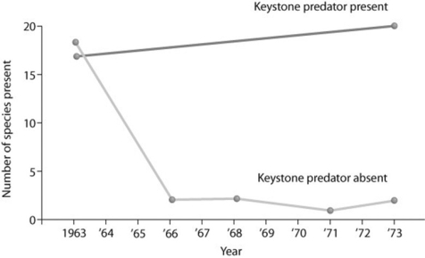 Use the graph to answer the following question.   What does the graph tell you about the effect of a keystone species? A)  A keystone species has little interaction with other species in an environment. B)  Removing a keystone species from the community drastically reduces species richness. C)  Adding a keystone species to the community will make it more diverse. D)  Removing a keystone species from the community will eventually allow for the invasion of a new species. 