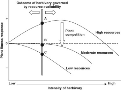 Use the figure to answer the following question.   The figure proposes a combination of a top-down and bottom-up model (a hypothesis)  to describe the variable effects of biological control herbivores on the fitness (growth and reproduction)  of an invasive, non-native plant, spotted knapweed (Centaurea stoebe) . These herbivores include multiple insects that were first studied in the plant's native home range in eastern Europe, where the plant is not dominant in grassland communities and does not pose a problem to land managers and conservationists. Many insects there were found to consume the plant's tissues, including stems, leaves, and seeds, and some were very host specific and were not found to attack plants other than C. stoebe. Several insects were subsequently transported and released in an attempt to reduce densities of this non-native and problematic weed in the United States. The y-axis shows C. stoebe plant fitness, and the x-axis represents the intensity of herbivory by the insects, from low to high. As the vertical shaded bar is moved along the x-axis, the ultimate effect of herbivory (now A, B, and C)  on plant fitness can change based on its intensity and also may depend on the other factors. The horizontal dashed line represents no predicted change in fitness under the effects of varying intensity of herbivory, plant competition, and soil resources available to the plant (such as nitrogen or water) , while the three solid lines represent other possible outcomes. (D) G. Knochel and T.R. Seastedt. 2011. Reconciling contradictory findings of herbivore impacts on spotted knapweed (Centaurea stoebe)  growth and reproduction. Ecological Applications 20(7) :1903-1912. What is the model's prediction for C. stoebe plant fitness when growing under high soil resource conditions? A)  Plant fitness decreases as a result of low intensity herbivory. B)  Plant fitness increases under all levels of intensity of herbivory. C)  Plant fitness decreases only if the intensity of herbivory is very high. D)  Plant fitness does not change. 