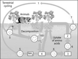 Use the following figure to answer the question.   On the diagram of the nitrogen cycle, which number represents the ammonium ion (NH₄⁺) ? A)  1 B)  2 C)  3 D)  4 