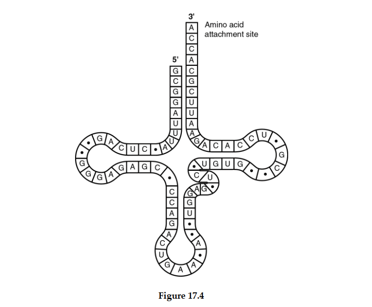    -The tRNA shown in Figure 17.4 has its 3 \prime end projecting beyond its 5 \prime  end. What will occur at this 3 \prime  end? A)  The codon and anticodon complement one another. B)  The amino acid binds covalently. C)  The excess nucleotides (ACCA)  will be cleaved off at the ribosome. D)  The small and large subunits of the ribosome will attach to it. E)  The 5? cap of the mRNA will become covalently bound. 