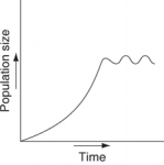 Which of the following graphs refer to this equation?   \frac{d N}{d t}=0.5 \mathrm{~N}    A)     B)     C)    D)     E)    