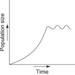 Which of the following graphs illustrates the growth curve of a population of snowshoe hares over several seasons in northern Canada? A)    B)    C)    D)    E)   