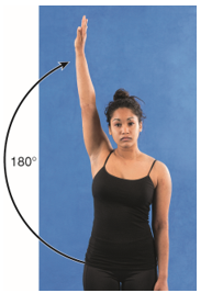 External shoulder rotation is demonstrated in which of the following figures? A) B) C) D)