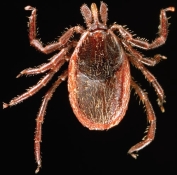 Name the arthropod shown in the following image:   A)  Amblyomma americanum B)  Dermacentor andersoni C)  Ixodes spp. D)  Ornithodoros spp.