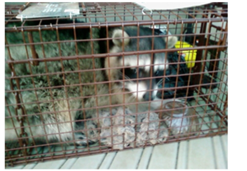 Wild members of this species can transmit the deadly viral disease ____________________ to humans.  