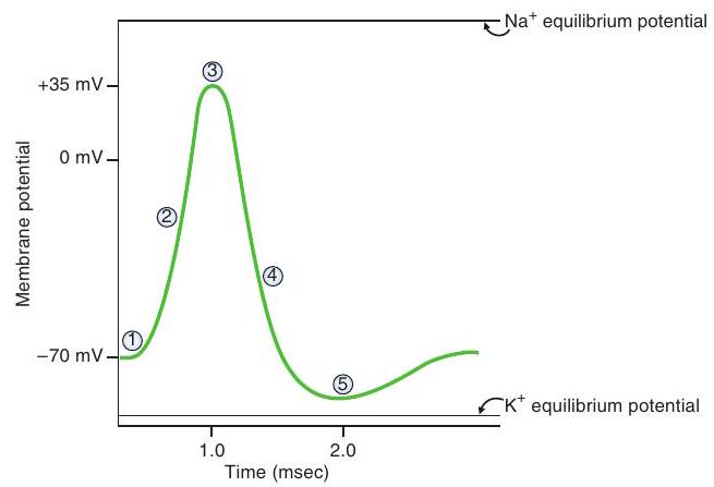  <strong>The following diagram of a nerve action potential applies to Questions :    -At which labeled point on the action potential is  \mathrm{K}^{+} closest to electrochemical equilibrium?</strong> A) 1 B) 2 C) 3 D) 4 E) 5 <div style=padding-top: 35px>  