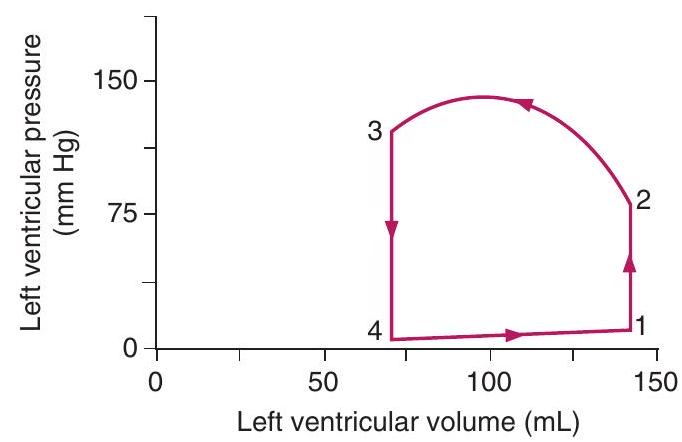  <strong>   -On the graph showing left ventricular volume and pressure, isovolumetric contraction occurs between points</strong> A)  4 \rightarrow 1  B)  1 \rightarrow 2  C)  2 \rightarrow 3  D)  3 \rightarrow 4  <div style=padding-top: 35px>  