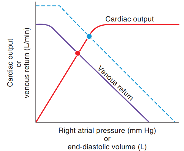  <strong>The change indicated by the dashed lines on the cardiac output/venous return curves shows   Right atrial pressure  (\mathrm{mm} \mathrm{Hg})  or end-diastolic volume (L)</strong> A) decreased cardiac output in the new steady state B) decreased venous return in the new steady state C) increased mean systemic pressure D) decreased blood volume E) increased myocardial contractility <div style=padding-top: 35px>  