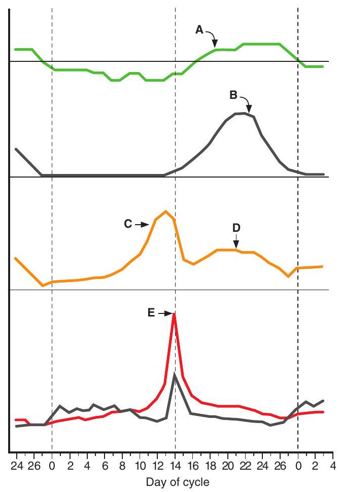  Use the graph below, which shows changes during the menstrual cycle, to answer the following Questions    -The source of the increase in concentration indicated at point  \mathrm{C}  is the A)  hypothalamus B)  anterior pituitary C)  corpus luteum D)  ovary E)  adrenal cortex 
